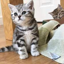 Search kittens in your area by breed, size and more! British Shorthair Silver Tabby Cat Novocom Top
