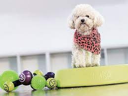 dogs in workout gear need we say more