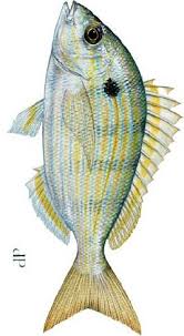 They have 7 or 8 black stripes that run horizontally down the back and sides. Http Www Volusia Org Core Fileparse Php 4561 Urlt Fl Saltwater Fish Flipbook Final Pdf