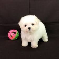Browse maltese puppies for sale from 5 star breeders with uptown puppies. Purebred Teacup Maltese Puppy For La Sf Ny Seattle Perfect Puppy Com