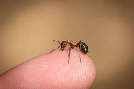 ant bite symptoms treatment in human