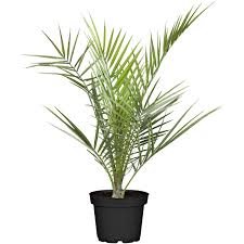 Suche eine große palme für mein wohnzimmer.wohne in mönchengladbach. Palme Verschiedene Sorten Topf O Ca 17 Cm Kaufen Bei Obi