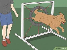 how to build a dog agility course 12