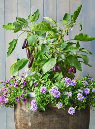 19 vegetable container garden ideas