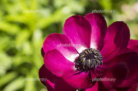 赤紫色のハナキンポウゲの花 写真素材 [ 5183444 ] - フォトライブラリー photolibrary