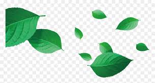 leaf vector png vector tea leaves png