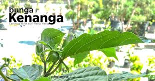 Browse and rate photos uploaded by our community. 7 Kelebihan Bunga Kenanga