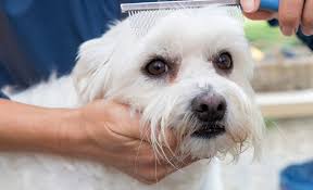 how to get rid of dog tear stains tear