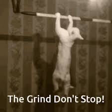 White Cat Working Out Grinding Don't Stop Meme GIF | GIFDB.com