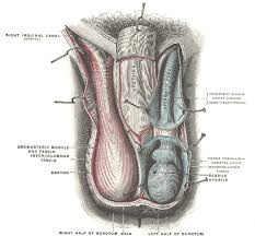 The body's shape is determined by a strong skeleton made of bone and cartilage, surrounded by fat, muscle, connective tissue, organs, and other structures. The Male Genital Organs Human Anatomy