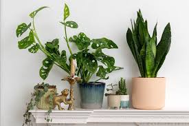 9 Best Indoor Plants To Brighten Your