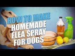 diy homemade flea spray for dogs 3