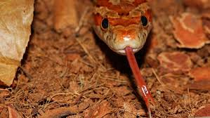 How To A Corn Snake Safely At Home