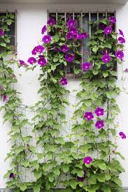 20 best flowering vines best wall