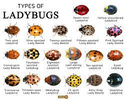 ladybugs facts types lifespan