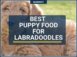 9 Best Healthiest Dog Foods For A Labradoodle Puppy In 2019