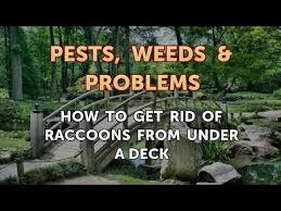The same principles apply for decks and sheds, or anything a raccoon can crawl under, as trees make it super easy. How To Get Rid Of Raccoons From Under A Deck Youtube