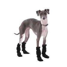 With family members, it can be very affectionate and. Italian Greyhound Dog Booties Voyagers K9 Apparel