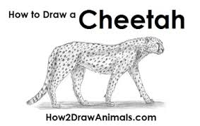 Easy, step by step cheetah drawing tutorial. How To Draw A Cheetah