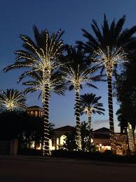 Palm Trees Palm Tree Lights Outdoor