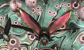 Insect Art