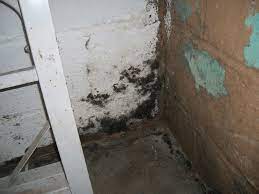 Fresh Mold On Basement Walls Cannot Identify Where It S Coming From Or  gambar png