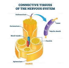 notes on connective tissues