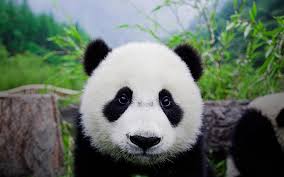 43 cute panda bear wallpapers