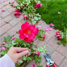 how to prune knockout roses 5 video
