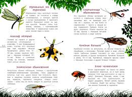 Наши насекомые. Определитель для детей | Фитон XXI