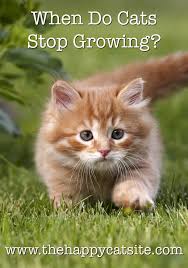 When Do Cats Stop Growing A Complete Kitten Growth Guide
