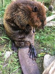 飯田市立動物園 【公式】 on X: 【正解】 正解は…アメリカビーバー の 尻尾 でした🎊！  平たくてオールのような形をしています。この特徴的な尾を上下に動かして泳ぎます。  質感をよく尋ねられますが、爬虫類のうろこのような、犬の鼻のような触り心地です。 飯田市 ...