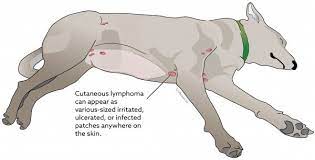 It is very likely that your dog has lymphoma. Lymphoma Of The Skin Vca Animal Hospital