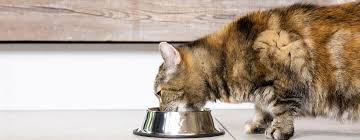 We did not find results for: Which Cat Water Bowl Is Best Purina