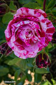 Rose…non solo rosa. – Fotografando…