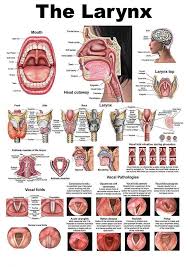 Custom Poster Human Larynx Anatomical Chart Wall Sticker Home Decor Silk Art Poster