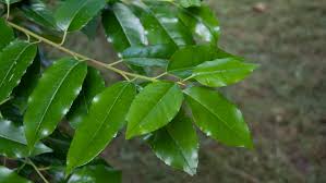 Prunus lusitanica | TreeEbb | Online tree-finding tool | Ebben Nurseries