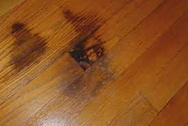 dark urine stains on hardwood floor