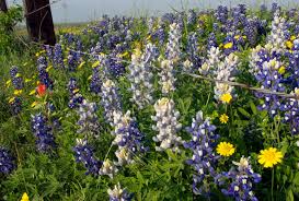 Showy purple flowers with grape bubble gum fragrance; Wildflowers Of Texas Texas Highways