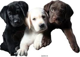 How much do white lab puppies cost. Barks In Labrador Dog Price In India All Major Cities
