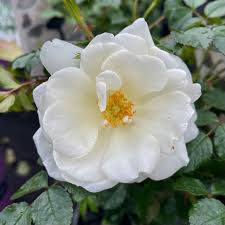 rose flower carpet white springvale