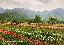 tulip gardens of kashmir asia s