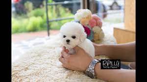 real teacup bichon living doll mercy