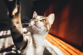 A number of commercial cat training sprays contain citrus. How To Get My Cat To Leave My Blinds Alone Denton Blinds