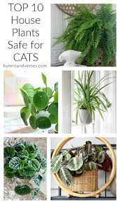 Cat Friendly House Plants Hymns And
