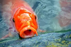 In fact, for every 2 pounds or 1 kilogram that a female koi fish weighs, she can lay up to 100,000 eggs. How Fast Do Koi Grow Krafty Koi