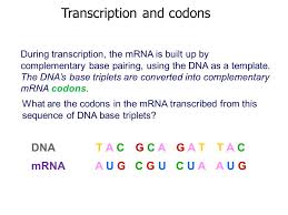 The region always consists of the bases cca. Syllabus Transcription As The Production Of Mrna From Dna The Role Of Rna Polymerase The Splicing Of Pre Mrna To Form Mrna In Eukaryotic Cells Ppt Download