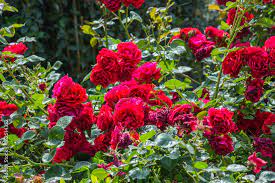 Rose Bright Red Roses Grow