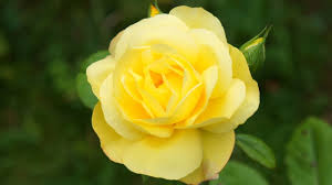 17 yellow rose varieties to brighten