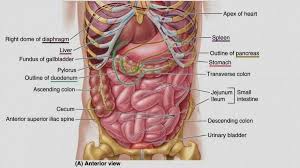 Abdominal Cavity Organs Diagram Human Organ Diagram Body